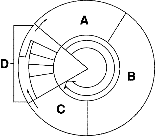 Labeled diagram of the cell cycle with regions A, B, C, and D.
