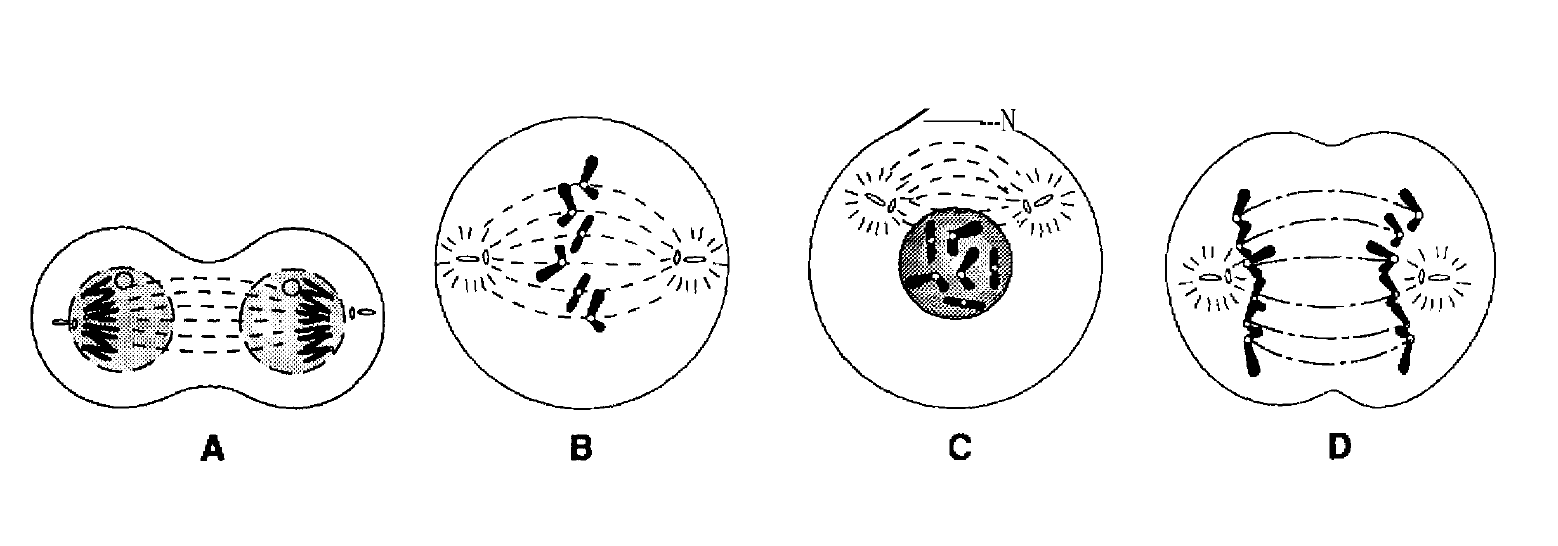 Diagrams labeled A, B, C, and D showing stages of a cellular process.