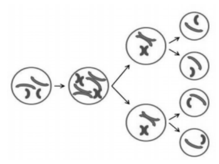 Cell division diagram with chromosomes separating into four cells