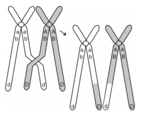 Diagram of homologous chromosomes exchanging segments