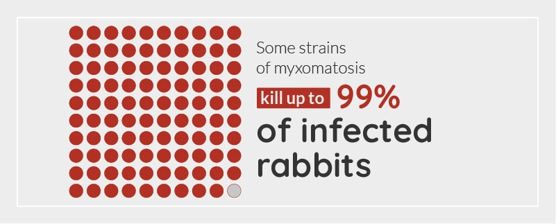 Diagram showing that some strains of myxomatosis kill up to 99% of infected rabbits.