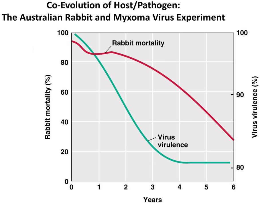 Graph titled 'Co-Evolution of Host/Pathogen: The Australian Rabbit and Myxoma Virus Experiment' showing rabbit mortality and virus virulence over six years.
