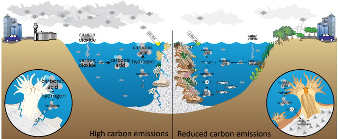 Diagram comparing ocean conditions under high carbon emissions and reduced carbon emissions