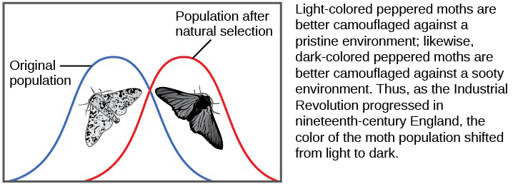 Graph comparing the original population of light-colored peppered moths to the population after natural selection with more dark-colored moths, with explanatory text about camouflage in clean versus sooty environments and the shift from light to dark moths during the Industrial Revolution.