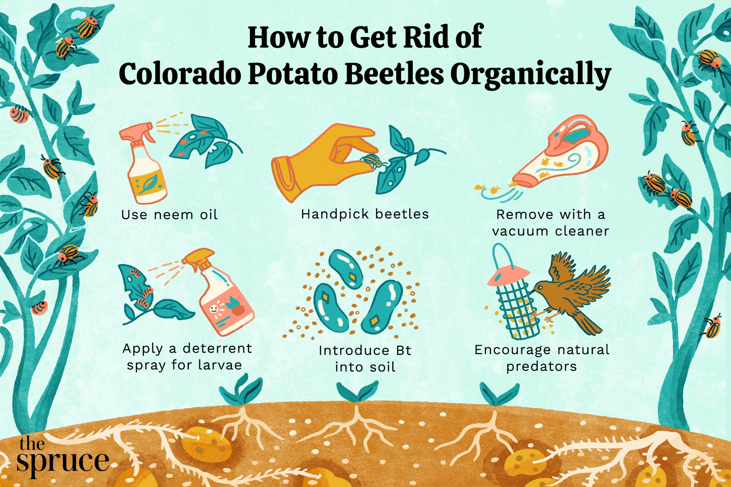 Diagram titled 'How to Get Rid of Colorado Potato Beetles Organically' showing various organic control methods.