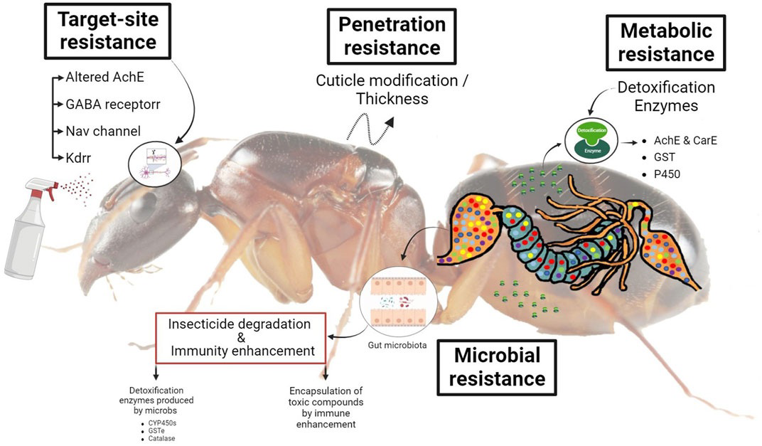 Diagram 2 showing different mechanisms of pesticide resistance in the Colorado potato beetle, including target-site resistance, penetration resistance, metabolic resistance, and microbial resistance.