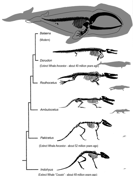 Whale evolutionary tree showing fossil transitions from Indohyus to modern Balaena