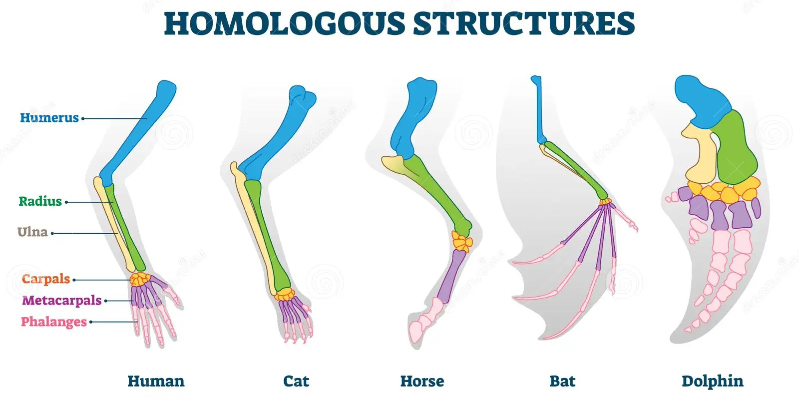 Homologous structures in the limbs of a human, cat, horse, bat, and dolphin showing corresponding bones.