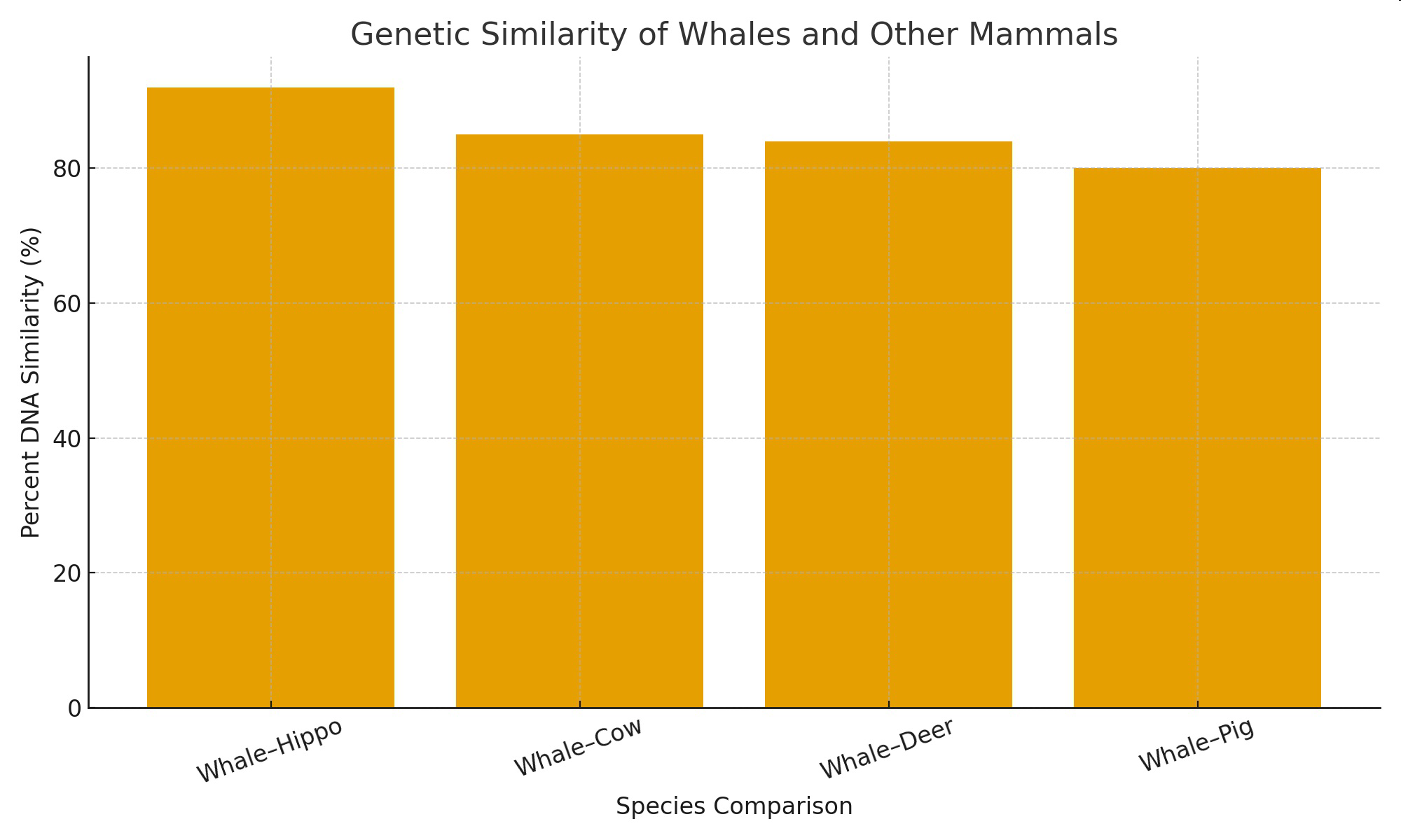 Genetic Similarity of Whales and Other Mammals