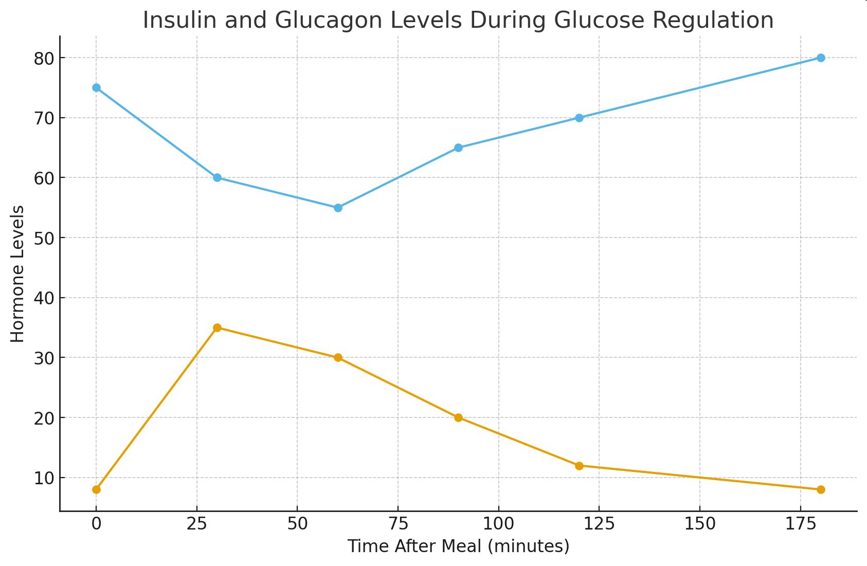 null Graph titled Insulin and Glucagon Levels During Glucose Regulation, plotting hormone levels versus time after meal in minutes.
