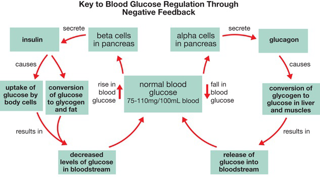 Diagram showing key to blood glucose regulation through negative feedback, including roles of insulin, glucagon, beta cells, alpha cells, and their effects on blood glucose levels.