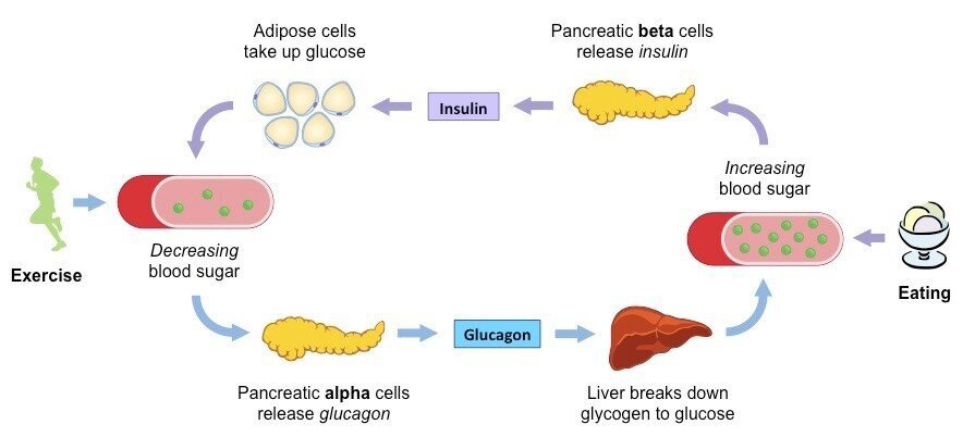 Diagram comparing the effects of exercise and eating on blood sugar levels, showing roles of adipose cells, pancreatic alpha and beta cells, insulin, and glucagon.