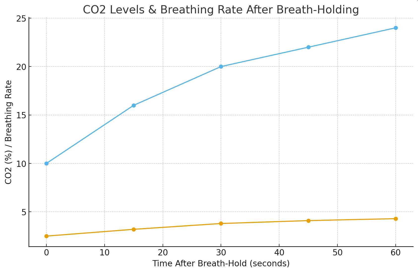 null Graph titled CO2 Levels & Breathing Rate After Breath-Holding showing changes in CO2 percentage and breathing rate over 0, 15, 30, 45, and 60 seconds after a breath-hold.
