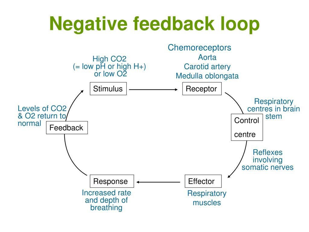 Diagram of a negative feedback loop showing control of breathing rate in response to changes in blood CO2 and O2 levels.