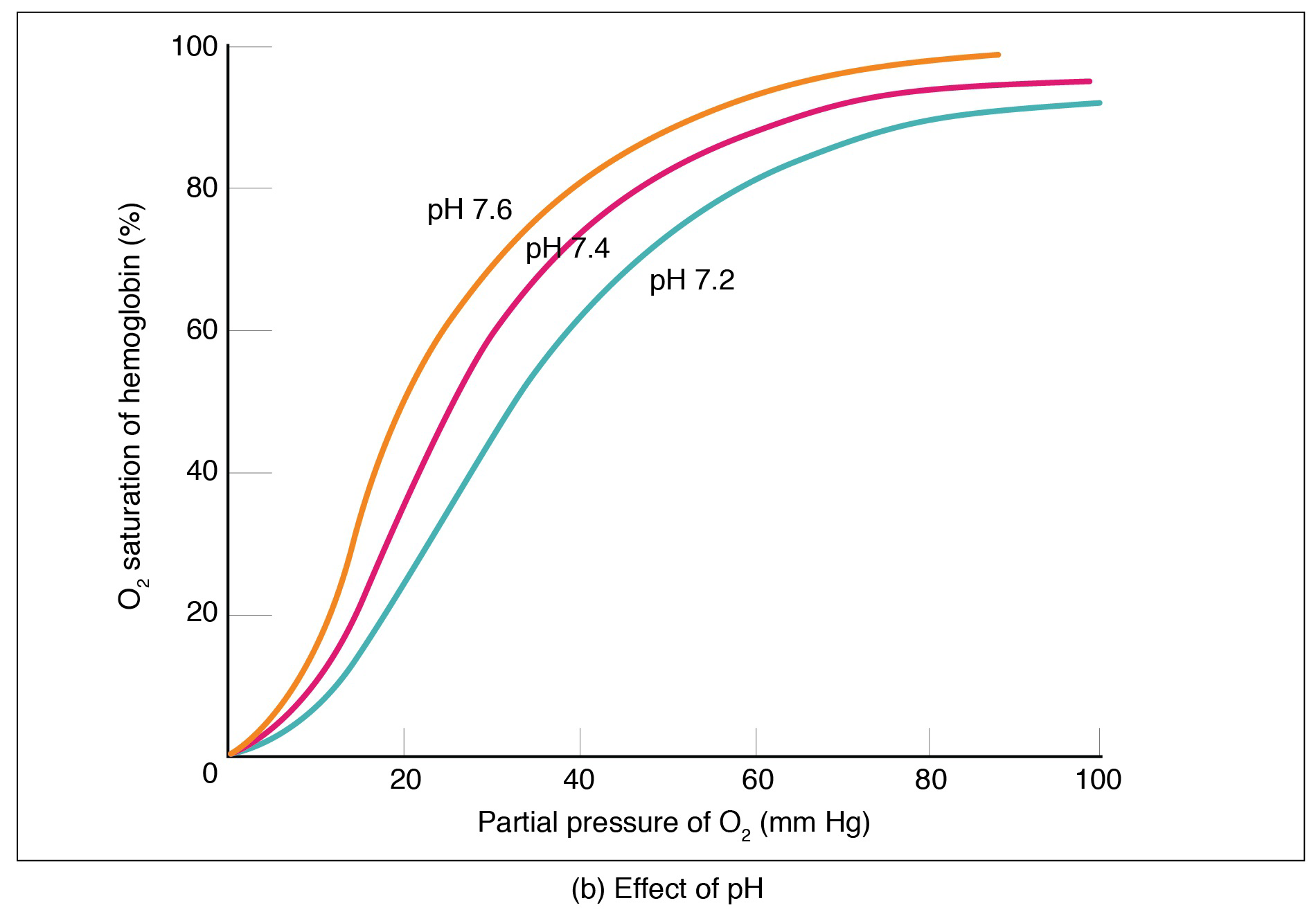 Graph showing the effect of pH on the oxygen dissociation curve of hemoglobin, plotting O2 saturation against partial pressure of O2 at pH 7.2, 7.4, and 7.6.