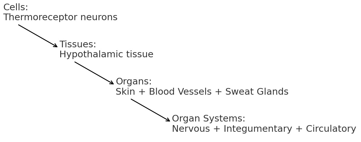 Diagram showing organization from cells, to tissues, to organs, to organ systems involved in thermoregulation.