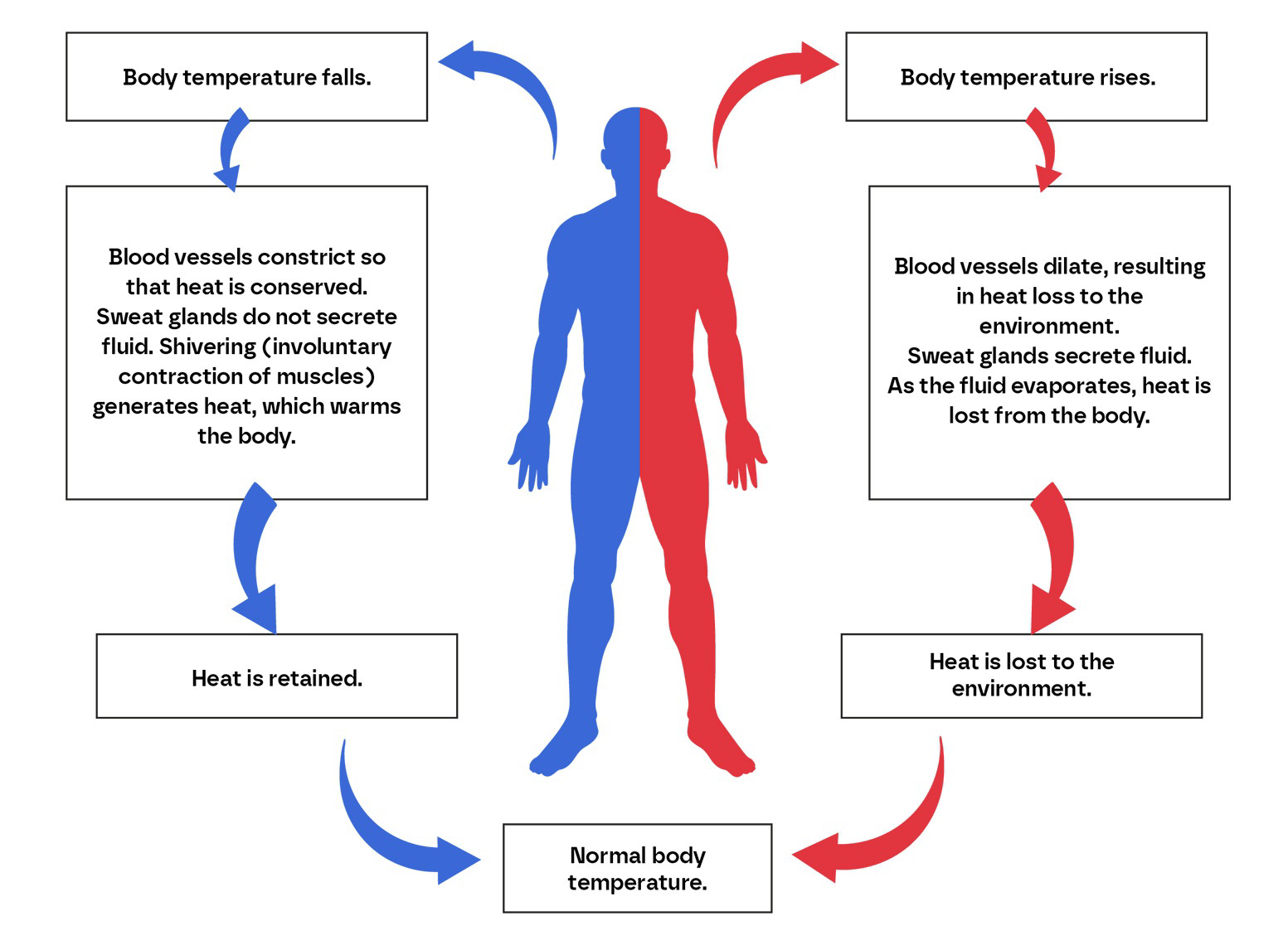 Diagram of body thermoregulation showing responses when body temperature falls or rises and the return to normal body temperature.