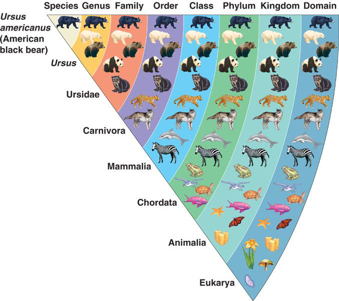 Taxonomic classification example for American black bear from species to domain