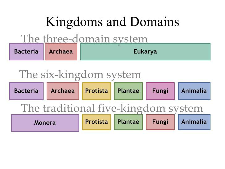 Diagram of kingdoms and domains including three-domain, six-kingdom, and five-kingdom systems