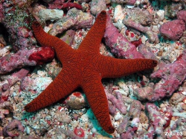 Sea star representing Animalia