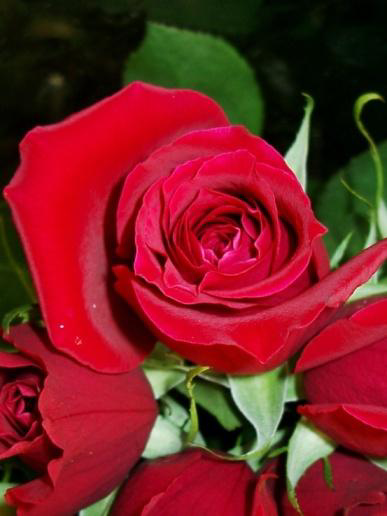 Rose representing Plantae