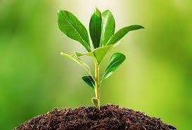 Seedling plant representing kingdom Plantae