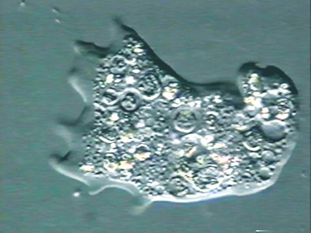 Protist cell representing kingdom Protista