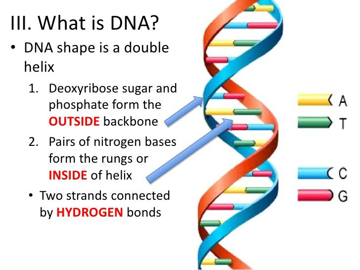 Diagram of DNA double helix with labeled bases A, T, C, and G