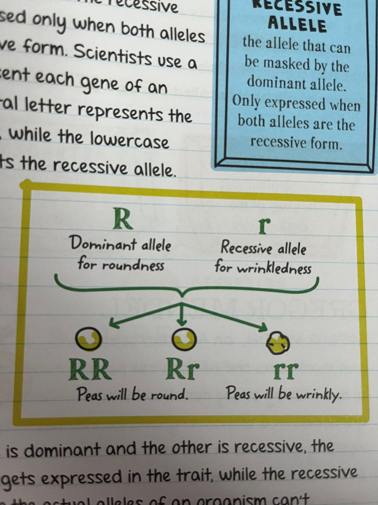 Diagram of dominant and recessive alleles for pea seed roundness with genotypes RR, Rr, rr and resulting phenotypes