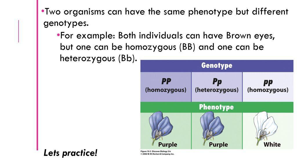 Table showing genotypes PP, Pp, pp with corresponding flower color phenotypes purple or white