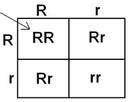 Punnett square for Rr x Rr cross showing RR, Rr, Rr, and rr outcomes