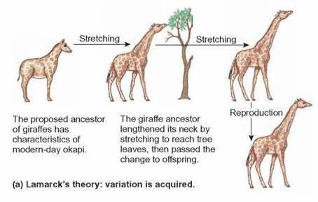 Lamarck's giraffe theory diagram