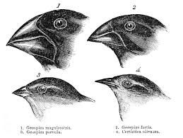 Darwin's finches with different beaks
