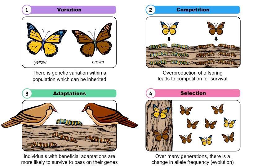 Diagram showing variation, competition, adaptations, and selection with butterflies and birds