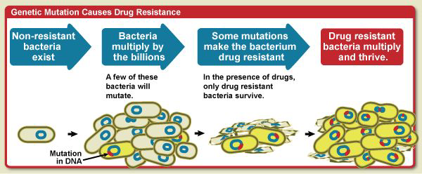 Flowchart showing how genetic mutation in bacteria causes drug resistance