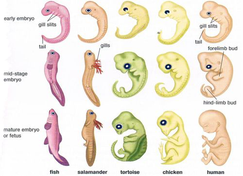 Embryos of fish, salamander, tortoise, chicken, and human at different stages