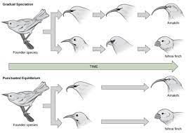 Homologous limb bones of human, cat, whale, and bat