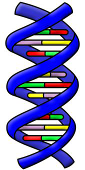 DNA double helix