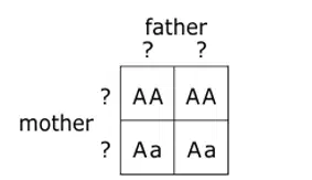 Punnett square showing offspring genotypes AA, AA, Aa, Aa