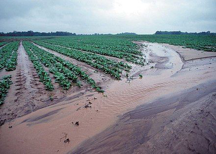 Soil erosion in an agricultural field