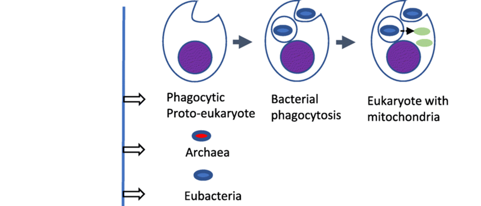 null Diagram showing stages from a phagocytic proto-eukaryote, to bacterial phagocytosis, to a eukaryote with mitochondria.