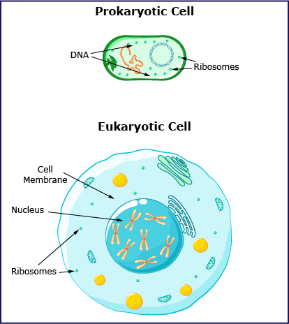 Diagram comparing a prokaryotic cell and a eukaryotic cell, labeling DNA and ribosomes in the prokaryotic cell, and the cell membrane, nucleus, and ribosomes in the eukaryotic cell.